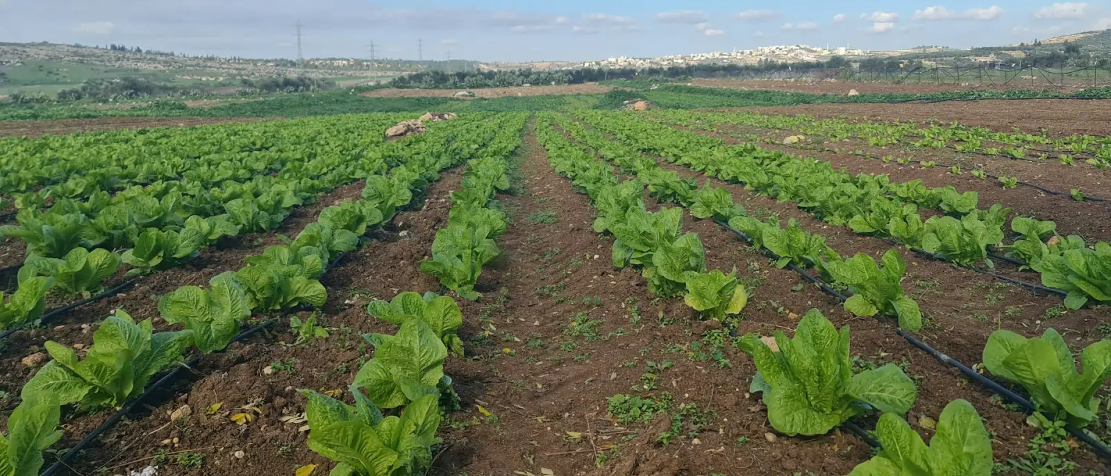 Fusha të kultivuara në mjedisin e Agrofid