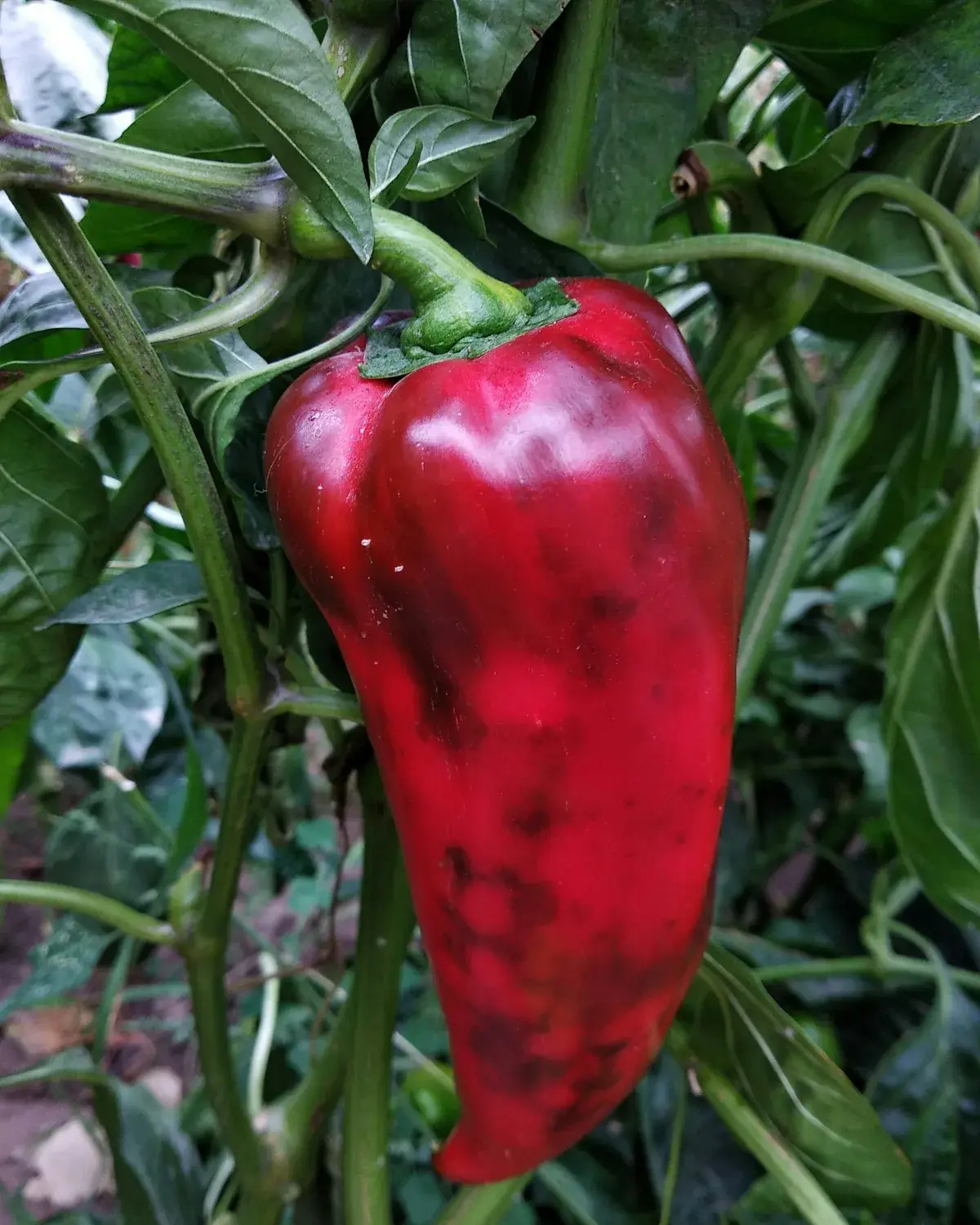 Speca nga prodhimi Agrofid
