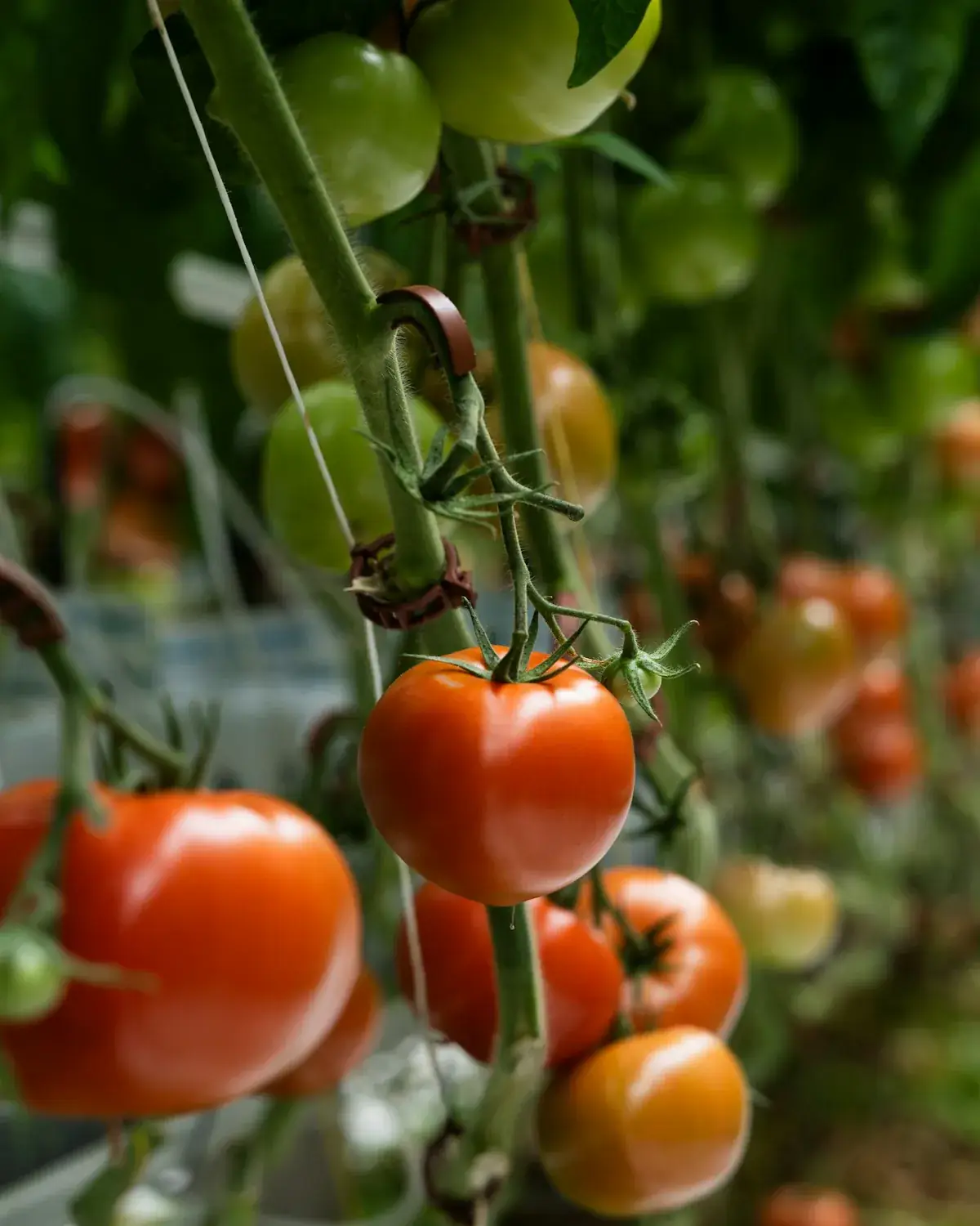 Domate nga prodhimi Agrofid
